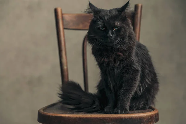 漂亮的美眉猫 长着黑色毛皮 生气极了 最好离她远点 离壁纸远点儿 — 图库照片