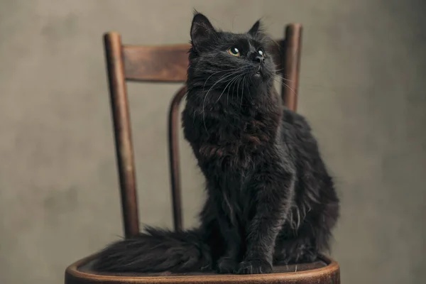 Beautiful Metis Cat Black Fur Looking Shiny Eyes Sitting Wooden — Zdjęcie stockowe