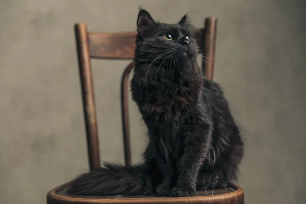 Beautiful Metis Cat Black Fur Looking Shiny Eyes Sitting Wooden — Fotografia de Stock