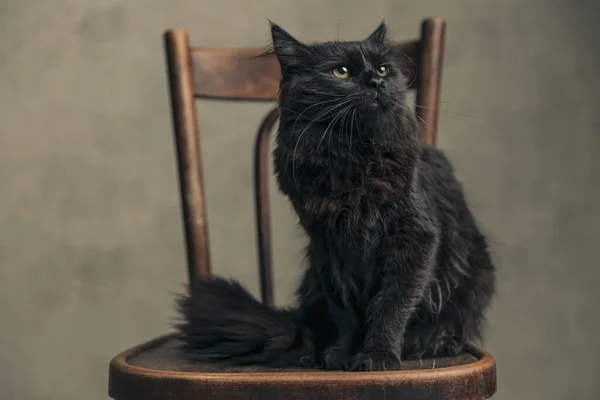长着黑色毛皮的梅蒂斯猫有点傲慢 坐在靠墙纸的老式椅子上 — 图库照片