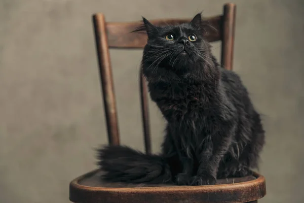 美丽的美眉猫 毛皮是黑色的 它躺在木椅上 望着墙纸 — 图库照片