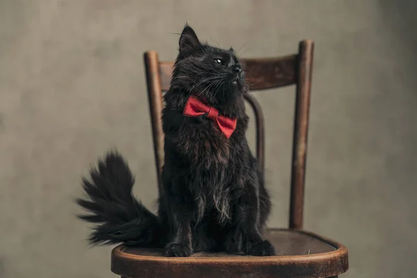 Little Metis Cat Black Fur Dreaming Something Wearing Red Bowtie — Photo