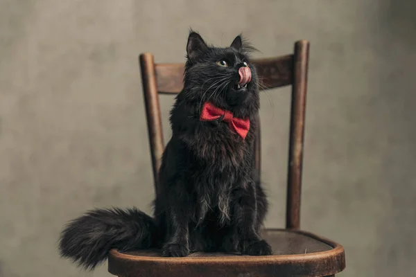 Metis Γάτα Μαύρη Γούνα Είναι Πεινασμένοι Και Γλείφει Στόμα Της — Φωτογραφία Αρχείου