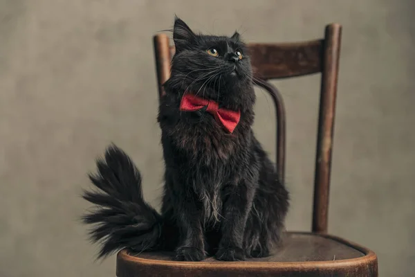 Χαριτωμένο Metis Γάτα Μαύρη Γούνα Κοιτάζει Ταπεινά Μάτια Και Φορώντας — Φωτογραφία Αρχείου