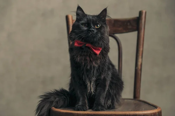 Słodki Metis Kot Czarny Futro Pozowanie Vintage Krzesło Noszenie Czerwony — Zdjęcie stockowe