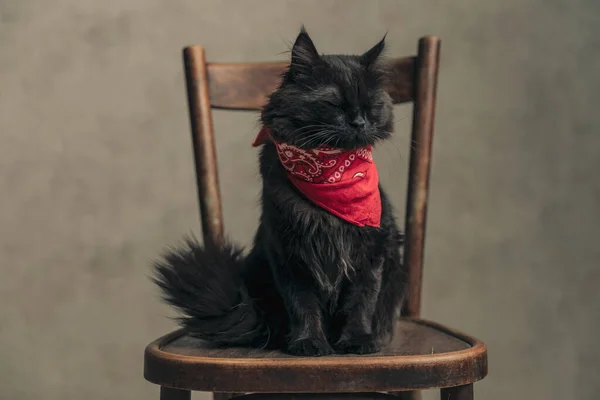 사마귀 고양이는 빈티지 의자에서 있으며 벽지에 반다나를 착용하고 — 스톡 사진