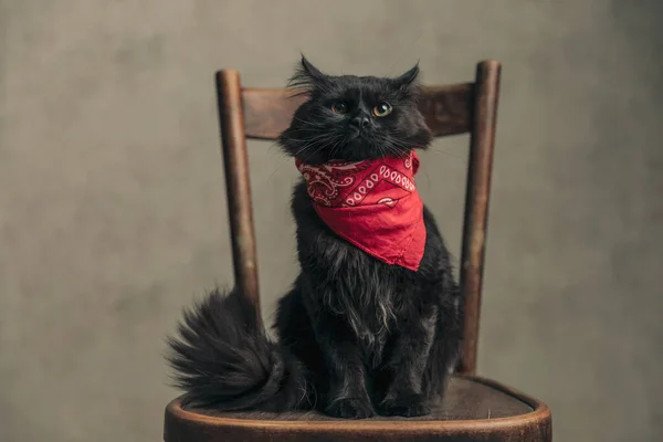 Λίγο Metis Γάτα Μαύρη Γούνα Αισθάνεται Λίγο Τεταμένη Ενώ Φοράει — Φωτογραφία Αρχείου