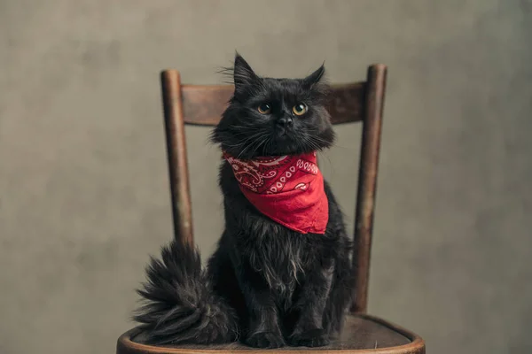 Sweet Metis Cat Black Fur Looking Away Wearing Red Bandana — Photo
