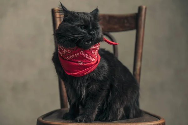 Adorable Metis Cat Black Fur Feeling Annoyed Preparing Attack Wallpaper — 스톡 사진