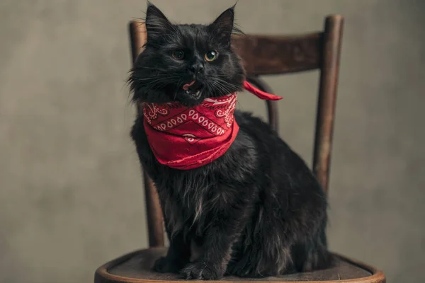 Cute Metis Cat Black Fur Licking Her Mouth Sitting Vintage — Zdjęcie stockowe