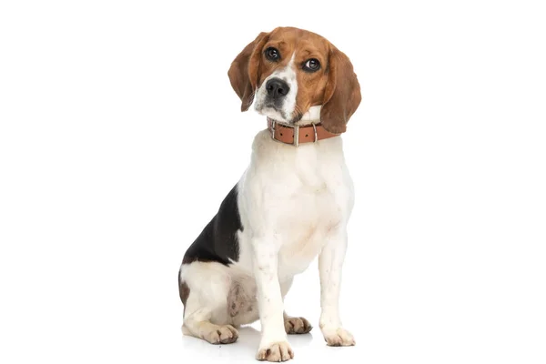 Little Beagle Dog Turning His Head Side Being Grumpy White — Stock Photo, Image