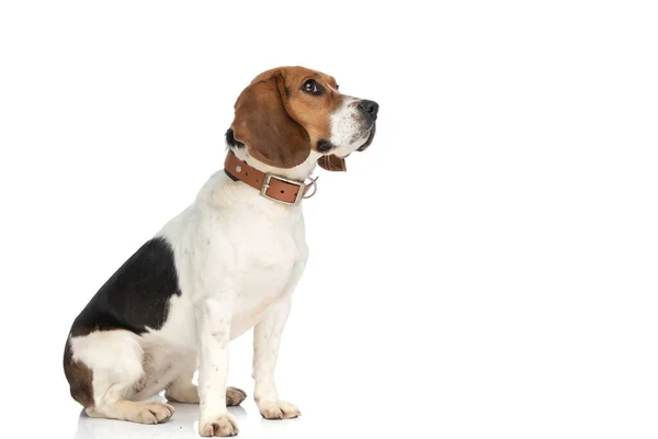 Side View Little Beagle Dog Looking Away Dreaming Something Wearing — Fotografia de Stock