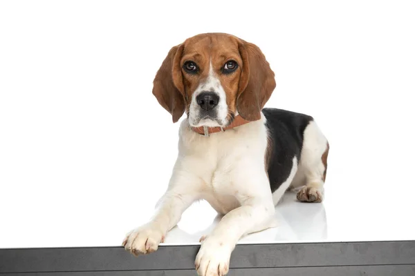 Sweet Beagle Dog Laying Minding His Own Business Wearing Leash — Stock Photo, Image