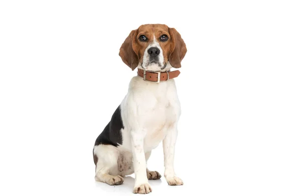 Adorable Beagle Dog Posing His Leash Neck Sitting White Background — Stock Photo, Image