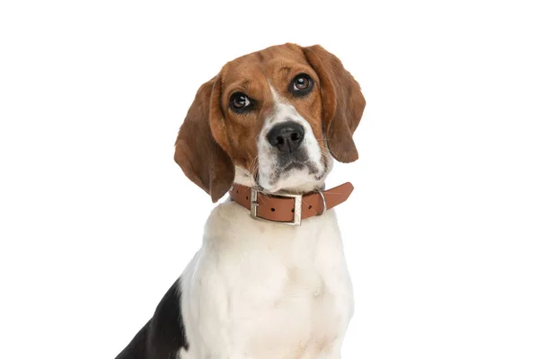 Cute Beagle Dog Making Puppy Eyes Camera Wearing Collar Neck — Fotografia de Stock