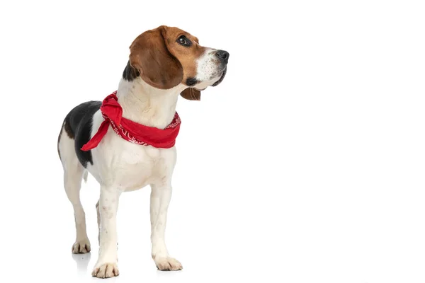 Schattig Klein Beagle Hondje Kijken Naar Zijkant Dromen Een Aantal — Stockfoto