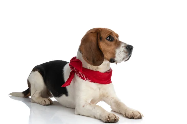 Zijaanzicht Van Een Schattige Beagle Hond Die Grond Rust Een — Stockfoto