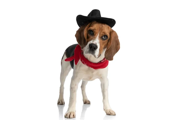 Sweet Beagle Dog Wearing Cowboy Hat Red Bandana Savage West — Stockfoto