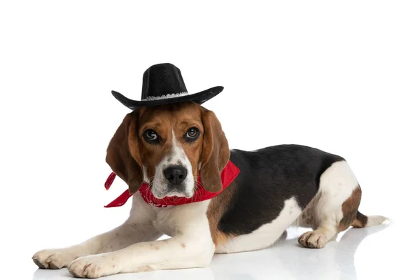Vista Lateral Pequeno Cão Beagle Usando Chapéu Preto Bandana Vermelha — Fotografia de Stock