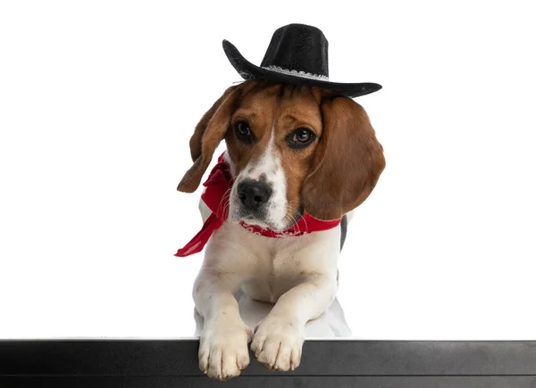 Small Beagle Dog Leaning Table His Paws Wearing Black Hat — Stockfoto