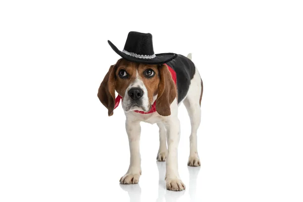 Cowboy Beagle Hond Met Een Zwarte Hoed Buigen Zijn Hoofd — Stockfoto