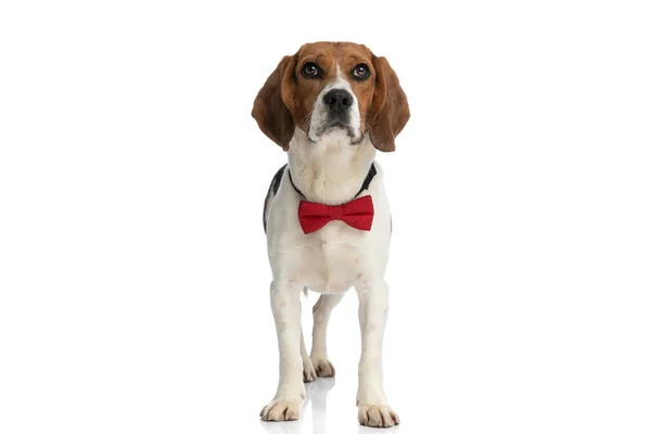 Small Adorable Beagle Dog Standing White Background Wearing Red Bowtie — Stok fotoğraf