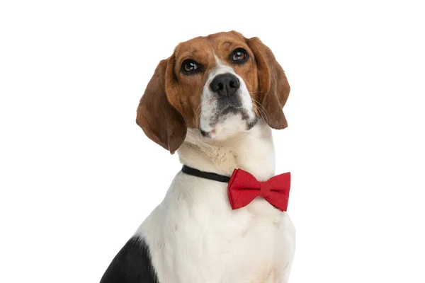 Vacker Beagle Hund Bär Röd Fluga Tittar Kameran Och Sitter — Stockfoto