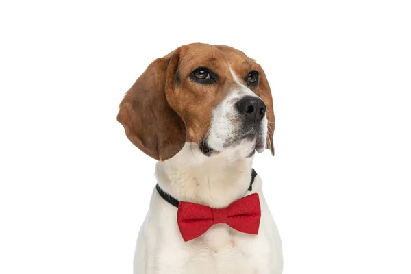 Adorable Beagle Dog Feeling Bored Nothing Bark Wearing Red Bowtie — стоковое фото
