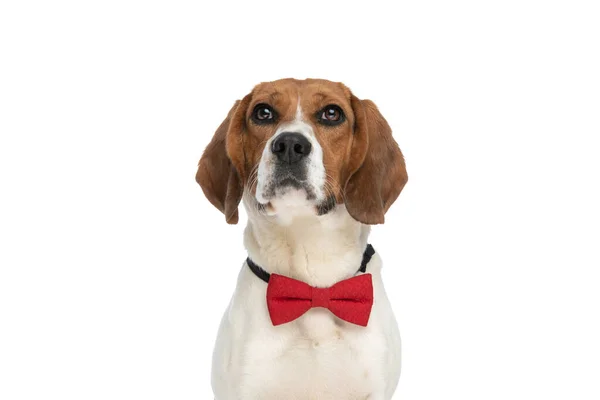 Little Beagle Dog Sitting White Background Looking Away Wearing Red — Stok fotoğraf