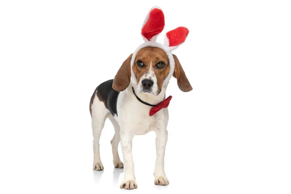 Easter Bunny Comes Beagle Dog Year Wearing Red Bowtie White — Zdjęcie stockowe