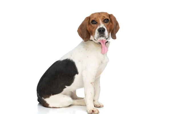 Sweet Beagle Dog Sitting His Body Side Looking Camera Wearing — 图库照片