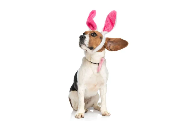 Söt Beagle Hund Lyssnar Med Både Sina Öron Och Sina — Stockfoto