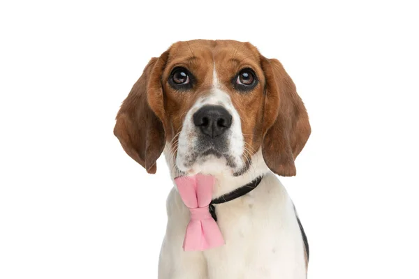 Cute Little Beagle Dog Looking Camera Big Shiny Eyes Wearing — 图库照片