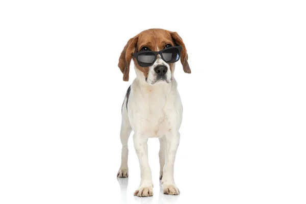 Pequeno Beagle Cão Olhando Sobre Óculos Sol Distância Posando Com — Fotografia de Stock