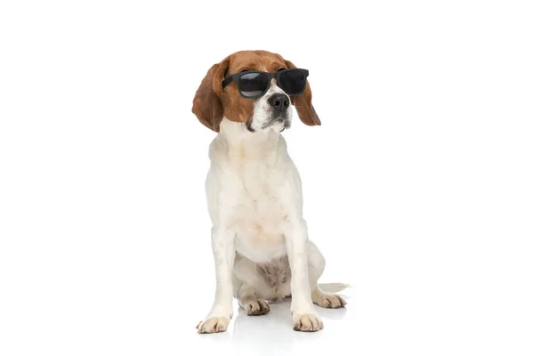 Beautiful Beagle Dog Caring Photoshooting Just Sitting Looking Away His — Zdjęcie stockowe