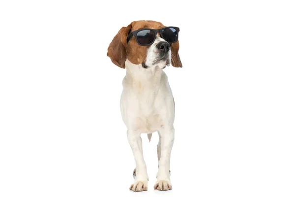 Cool Beagle Dog Good Looking Away Wearing Sunglasses Arrogance White — Zdjęcie stockowe