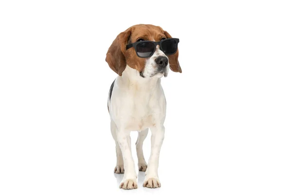 Adorable Beagle Dog Cool Vibe Wearing Sunglasses Looking Away White — Stock Photo, Image