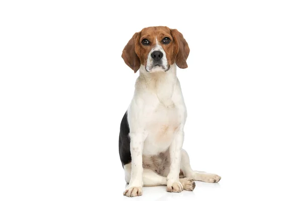 Entzückender Beagle Hund Der Nur Sitzt Und Den Fotografen Analysiert — Stockfoto