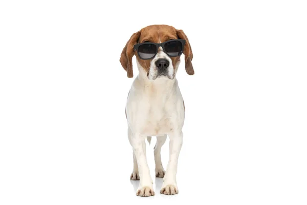 Модная Фотография Прохладной Собакой Центре Внимания Позируя Позиции Стоя Белом — стоковое фото