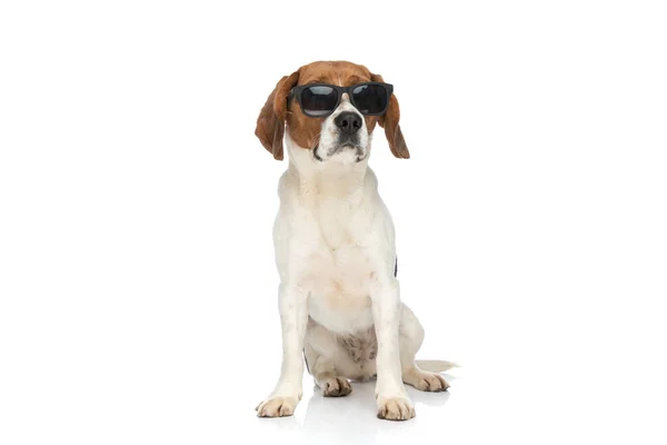 Cool Beagle Dog Carefree Attitude Posing His Sunglasses White Background — Fotografia de Stock