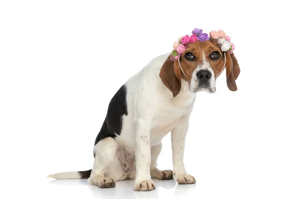 Doce Beagle Cão Curvando Cabeça Sentindo Pouco Chateado Vestindo Uma — Fotografia de Stock