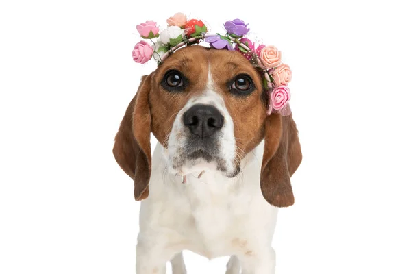 Beautiful Beagle Dog Wearing Flowers Head Looking Camera Big Eyes —  Fotos de Stock