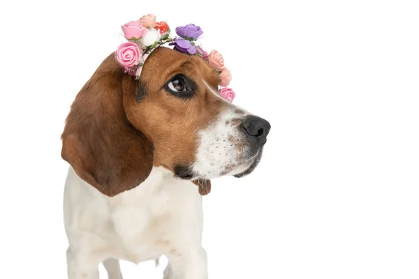 Close Cute Beagle Dog Face Looking Side Wearing Headband Flowers — Zdjęcie stockowe