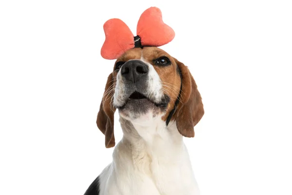 Happy Beagle Dog Wearing Bow Headband Smiling Camera White Background — Stock fotografie