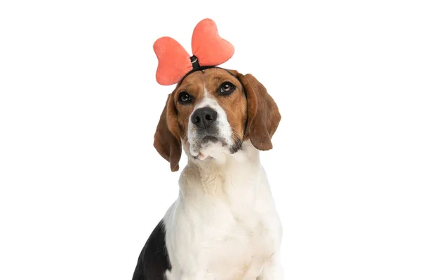 Little Beagle Dog Being Very Cute His Bow Headband Looking — Zdjęcie stockowe