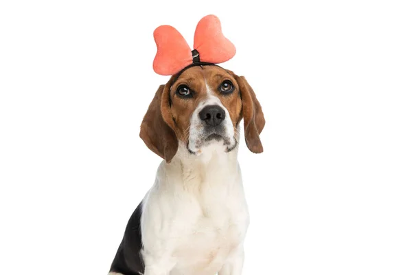 Sweet Beagle Dog Wearing Pink Bow Headband Looking Away Sitting — Zdjęcie stockowe