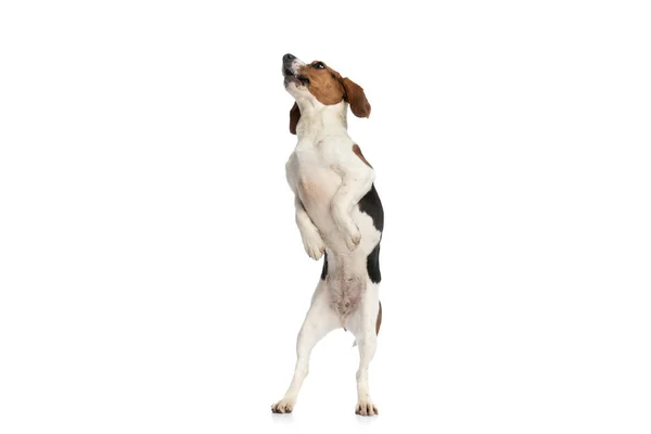 Cute Beagle Dog Standing Hind Legs Barking Protecting His Territory — Stok fotoğraf