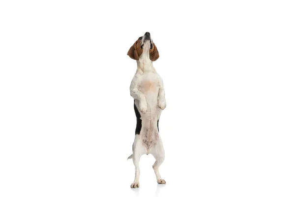 Rozkošný Bígl Pes Stojící Zadních Nohou Snaží Dosáhnout Něco Nad — Stock fotografie