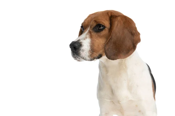 Lindo Perrito Beagle Pie Lado Mirando Otro Lado Contra Fondo —  Fotos de Stock