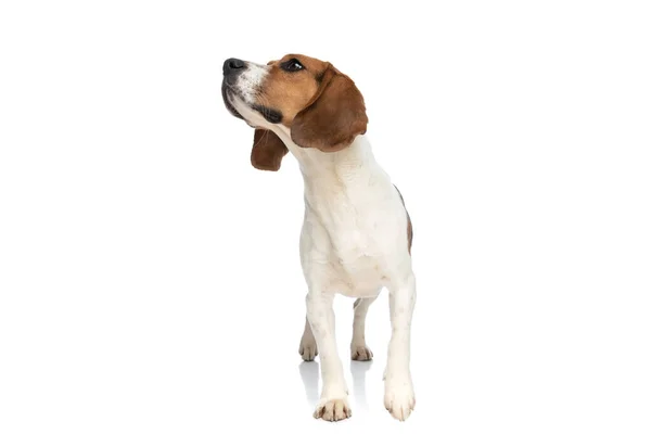 Sweet Beagle Dog Sniffing Something His Side Standing White Studio — Stock fotografie